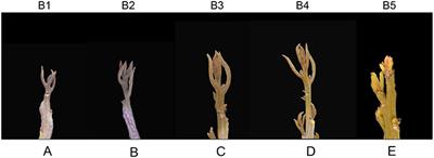 Integrative mRNA and Long Noncoding RNA Analysis Reveals the Regulatory Network of Floral Bud Induction in Longan (Dimocarpus longan Lour.)